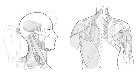 Medical Illustration